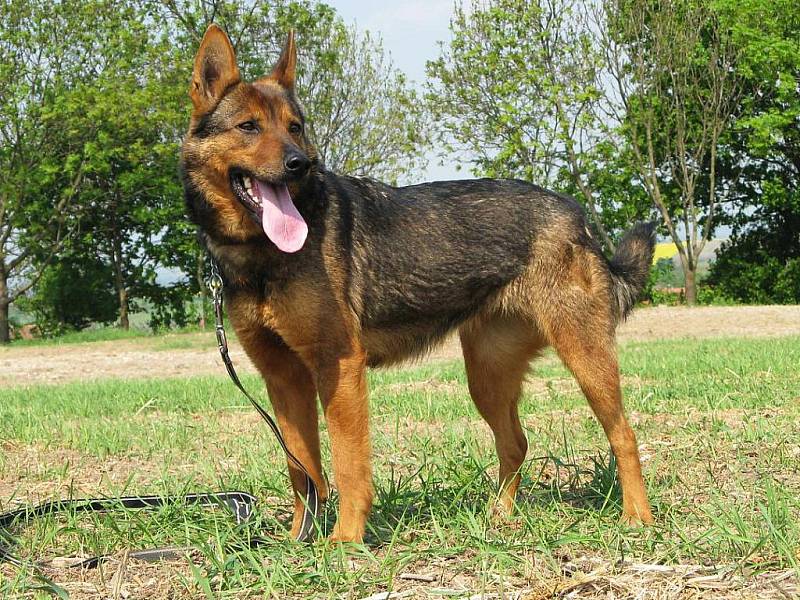 Zastávka je  kříženec německého ovčáka, asi 2 - 3 roku stará fena, v kohoutku 48 cm. Je bezproblémová, umí chodit na vodítku i bez. Vhodná jak do teplého domova,  tak i k domku se zahrádkou.