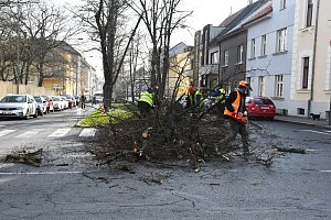 Ještě letos má v lounské Poděbradově ulici vzniknout kruhový objezd. V rámci přípravy křižovatky na proměnu museli dělníci porazit strom.