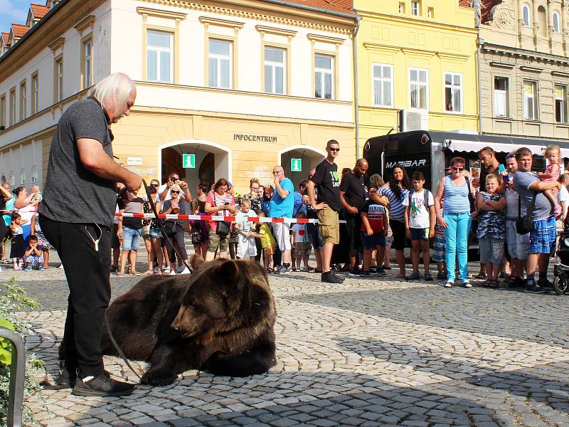 Dočesná jinak na žateckém náměstí Svobody.