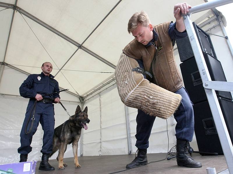 Strážníci Radek Svoboda (vlevo) a Vladimír Vavrica předvádějí ukázky zásahů se služebními psy proti pachatelům na Dni s Deníkem v Lounech.