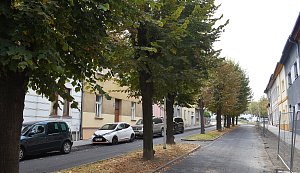 Stromořadí v Jeronýmově ulici v Lounech má padnout kvůli kanalizaci a vodovodu. Nyní získalo titul Alej roku 2023 Ústeckého kraje.