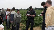 Kontrola cizinecké policie na jahodových plantážích u Hořetic