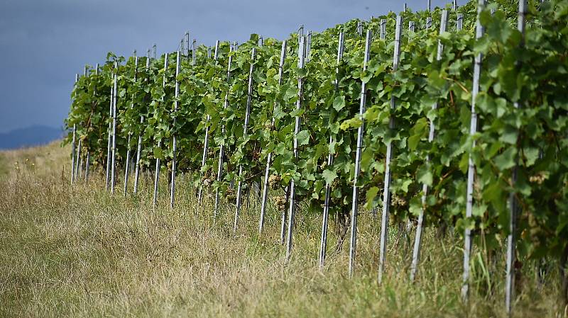 Jakub a Robert Mikuláškovi se před deseti lety přestěhovali z Karlových Varů do Vičic pod Nechranickou přehradou. Jejich rodinné vinařství se postupně rozrostlo, letos připraví rekordních šest tisíc litrů burčáku. Klasického vína ještě víc.