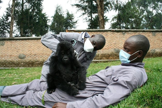 Ošetřovatelé se učí, jak pečovat o malé gorily. 