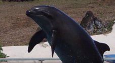 delfín/kosatka