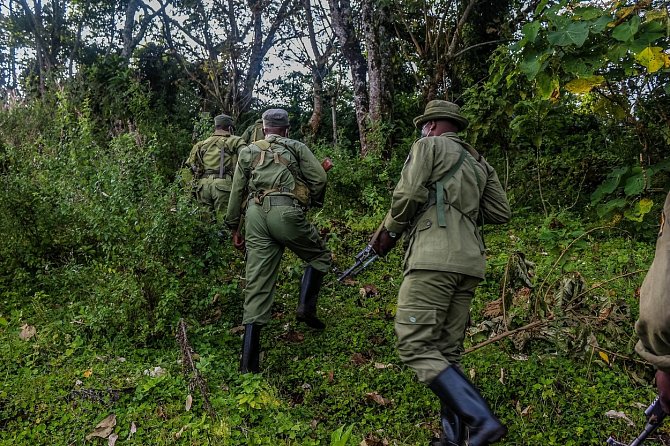 Národní park Virunga leží v Kongu. Byl založen v roce 1925 a jedná se o jedno z nejstarších chráněných území v Africe. 