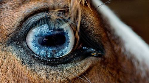 Koně mají oči krásné a smutné.