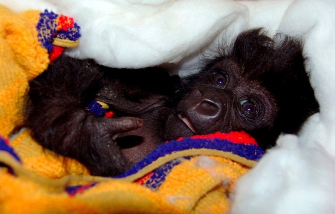 Ndakasi byly dva měsíce, když jí pytláci zabili matku. Gorilí mládě pak skončilo v péči ošetřovatelů v Národním parku Virunga. 
