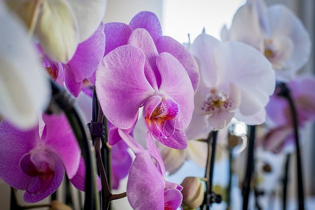 Vykvetlá orchidej