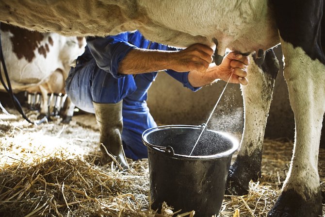 Dnes už se krávy nedojí ručně a výrazně tak stoupla produkce mléka.