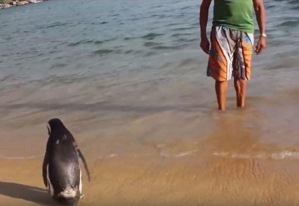 Staral se o tučňáka týden, než se dostal z nejhoršího a po té jej chtěl vrátit zpět do volné přírody. Din Din ale o to nestál a zdržel se u svého zachránce 11 měsíců. 
