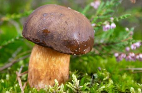 Test: Co možná nevíte o houbaření
