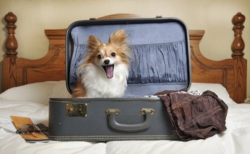 Kam na dovolenou se psem? Hledejte Pet Friendly hotely | Kafe.cz