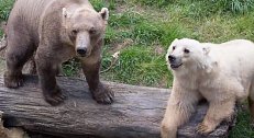 Medvěd lední/medvěd šedý