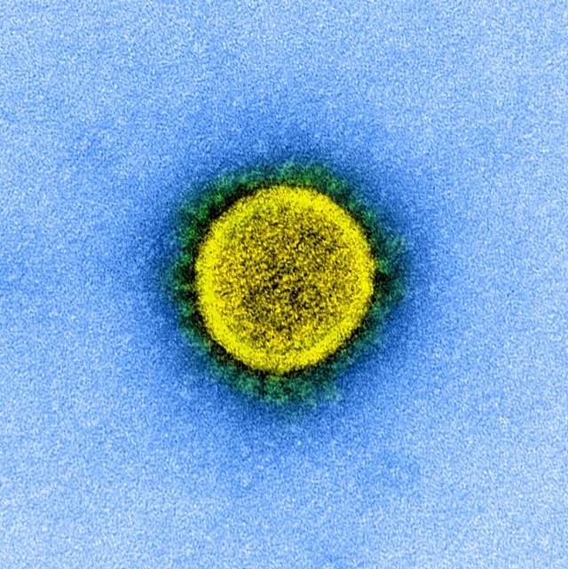 Koronavirus pod mikroskopem.