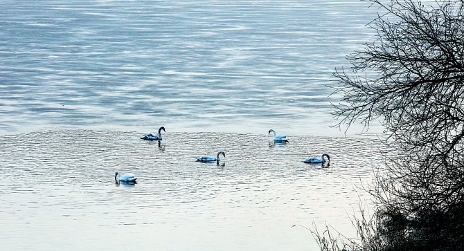 Labutí jezero