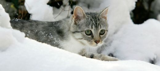 Kočka domácí v zimě: Aby netrpěla... | Kafe.cz