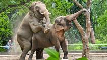 Nejděsivnější tresty, které mohla žena dostat za zapovězenou lásku - ilustrační foto - sloní kopulace