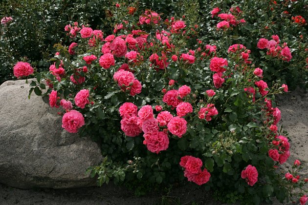 Rosarium Uetersen je dnes již klasická kvalita našich zahrad. Je vysoká až 150 cm. 