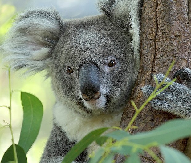 Voňavými listy eukalyptů se živý medvídek koala