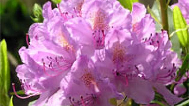 růžový rododendron