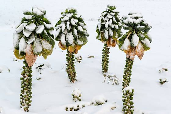 Sníh otužilé růžičkové kapusty nevadí, na rozdíl od sucha a prudkých změn teplot