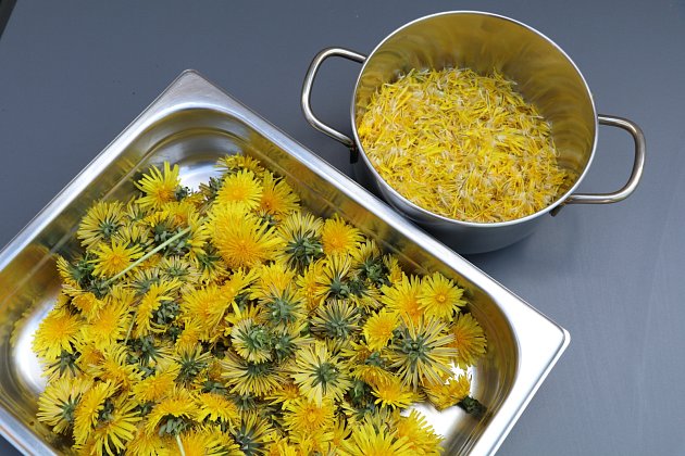 Nejprve spařte květy pampelišek ve 2,5 l vroucí vody, nechte je 24 hodin louhovat a přeceděný výluh nalijte do připravené nádoby.