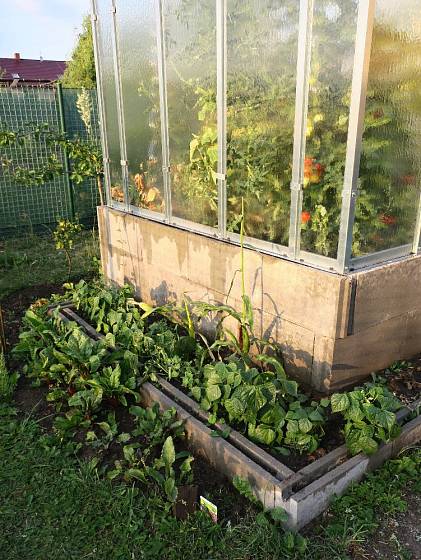 Ve skleníku dozrávají rajčata, využité je i jeho okolí.