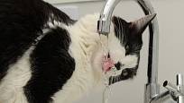 Kočky se rády napijí čerstvé tekoucí vody.