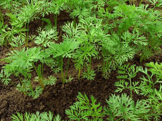 Příliš husté výsevy mrkve je třeba vyjednotit, aby měly kořeny místo k růstu