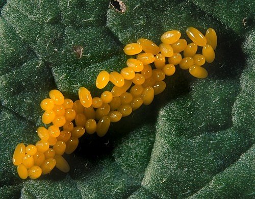 Samičky kladou na spodní stranu listů oranžově žlutá vajíčka.