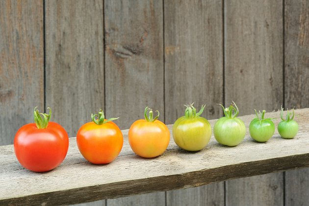 Nezrají vám rajčata? Zkuste pár tipů na dozrání od profesionálů.