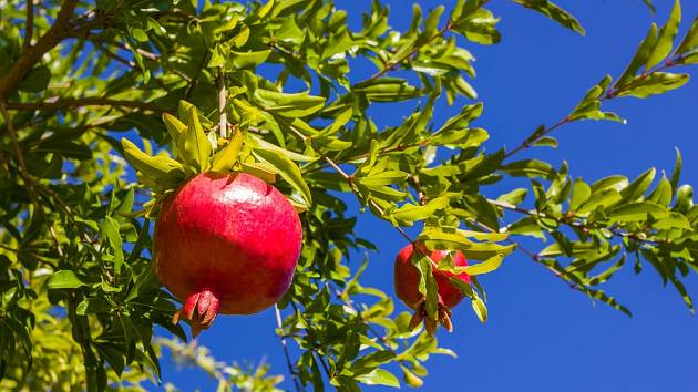 Jak pěstovat granátové jablko?