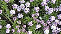 Štěničník kvete obvykle bíle, ale existují i formy s fialovými či růžovými květy.