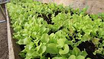 Mladé listy salátů lze sklízet již měsíc po výsevu
