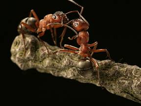 Zrzaví a další mravenci jsou pro přírodu sice i užiteční, ale všeho moc škodí.