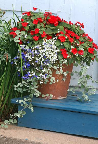 Každý den vás na schodišti u domu může přes léto vítat zajímavě sesazená kompozice rostlin, jimž vévodí netýkavka balzamína.