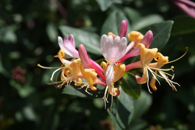 Zimolez kozí list (Lonicera caprifolium) zvaný růže z Jericha