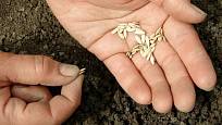 Semena okurek jsou velká, pracuje se s nimi snadno