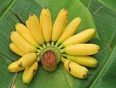 banán pěstování