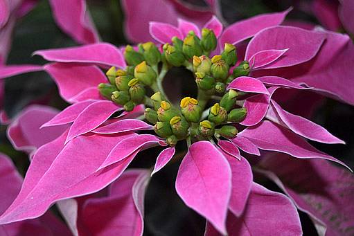 Vánoční hvězda (Euphorbia pulcherrima) může mít různé barvy i tvary listů.
