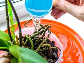 Vyrobte roztok z kvasnic z cukru a namočte do něj kořeny orchidejí.