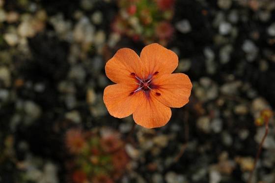 Květ rosnatky Drosera platystigma