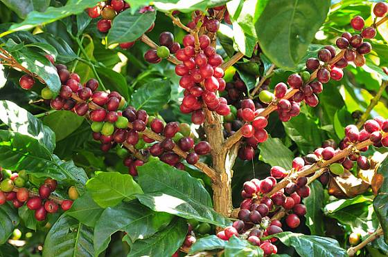 kávovník arabský (Coffea arabica)