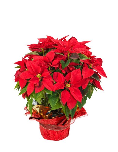 Plastový nebo fóliový obal květináče, v němž se často vánoční hvězda prodává odstraňte nebo upravte.