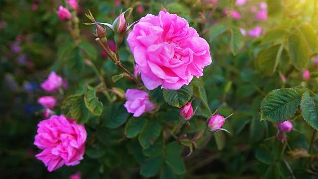 Růže stolistá bývala běžnou ozdobou zahrad našich babiček. Dnes na ni už téměř nenarazíte.