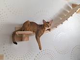 Prolézačka pro kočku upevněná na stěně