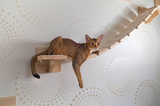 Prolézačka pro kočku upevněná na stěně