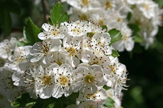 Hloh obecný kvete bílými květy.