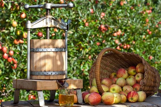 Lis na výrobu domácího jablečného moštu.